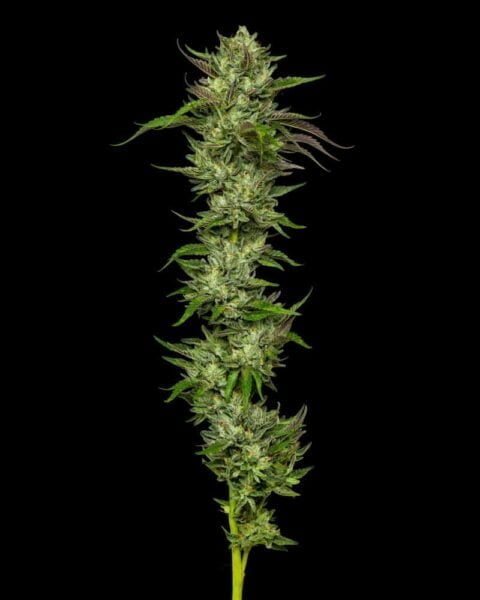 Slightly Stoopid Humboldt Seed Co