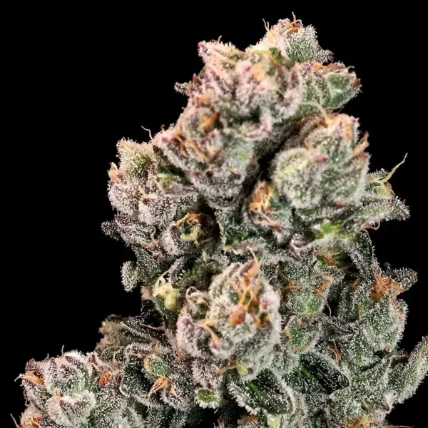 Slurpicane FAST (F) by Atlas Seed