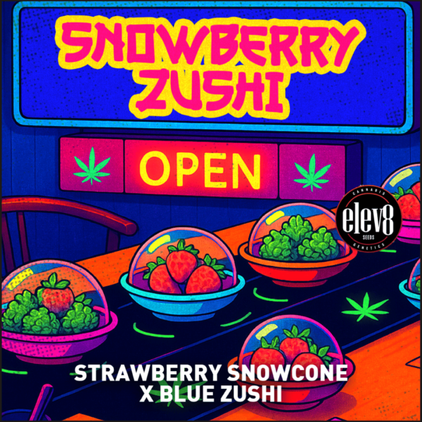 snowberry zushi cannabis seeds by elev8 seeds