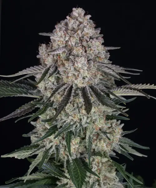 Sour Diesel Auto by Barney's Farm