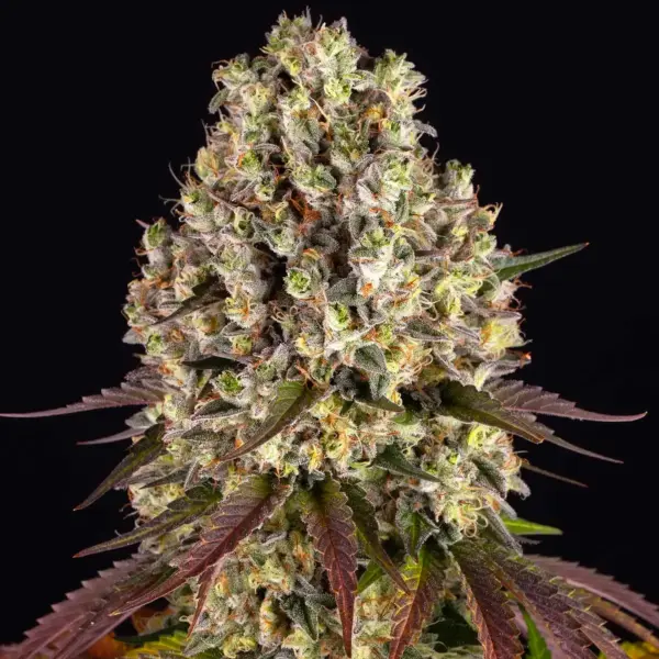 Sour Diesel (F) – BF by Barney's Farm