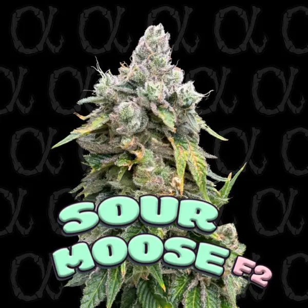 Sour Moose F2 ALPHA Cannabis Seeds by Dirty Bird Genetics