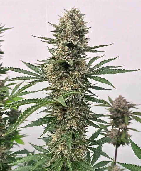 Space Panda Cannabis Seed by Atlas Seed