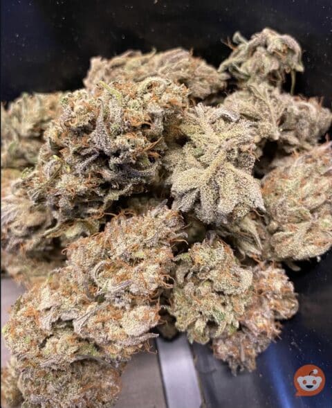 Night Owl Seeds Space Station Gold