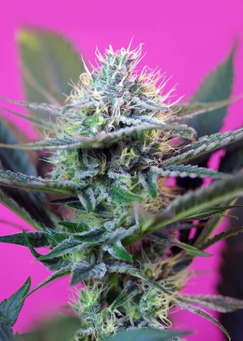 Close-up of a Speed + Auto cannabis plant with detailed view of buds and trichomes, set against a vibrant pink background.