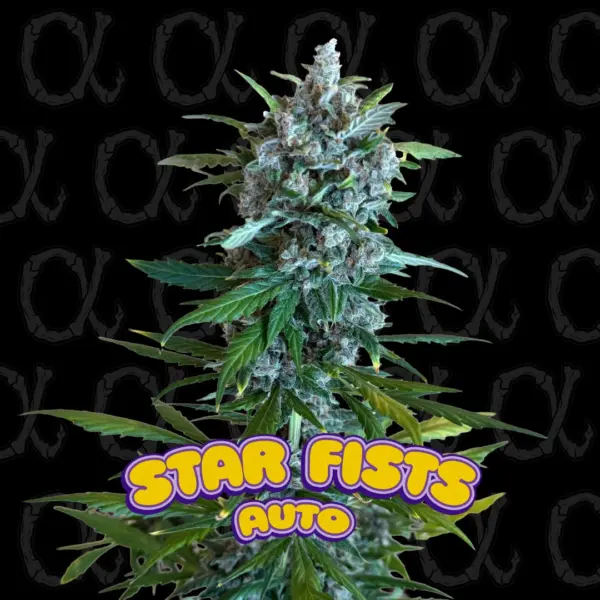 Star Fists Auto ALPHA Cannabis Seeds by Dirty Bird Genetics