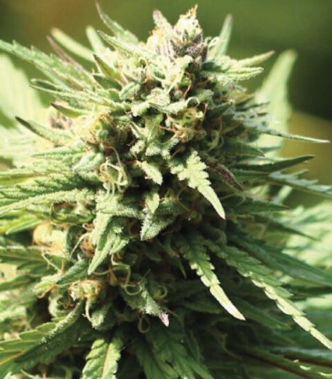 Stoopid Fruits Humboldt Seed Co
