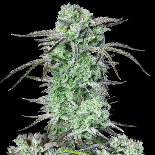 Strawberry Banana Auto Cannabis Seeds by Fastbuds