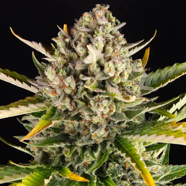 Strawberry Cheesecake Auto by Barney's Farm