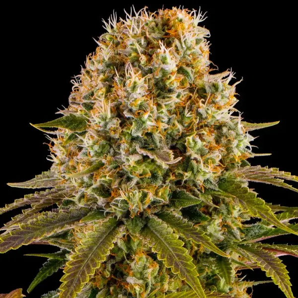 Strawberry Lemonade (F) by Barney's Farm