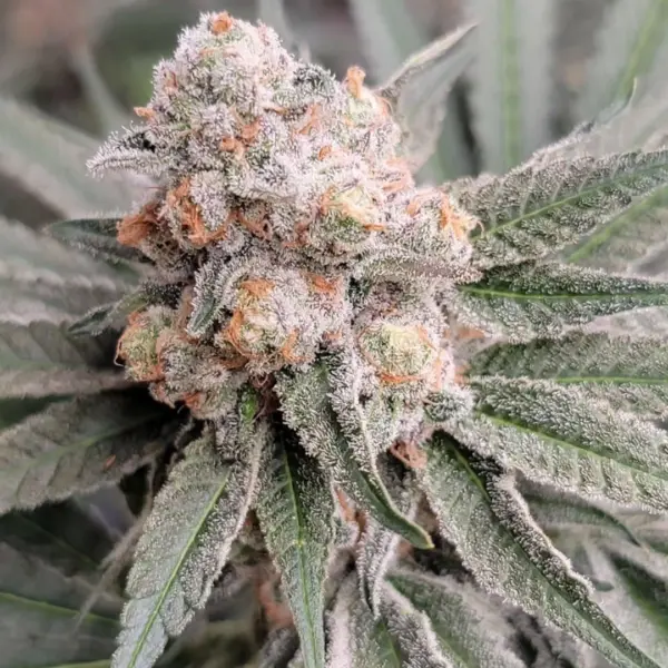 sugar cane v2 bx2 cannabis seeds by in house genetics