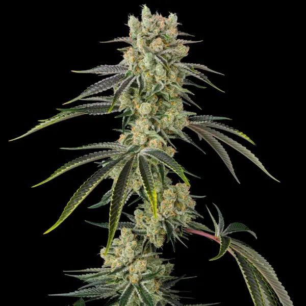 sugar d cannabis seeds by in house genetics
