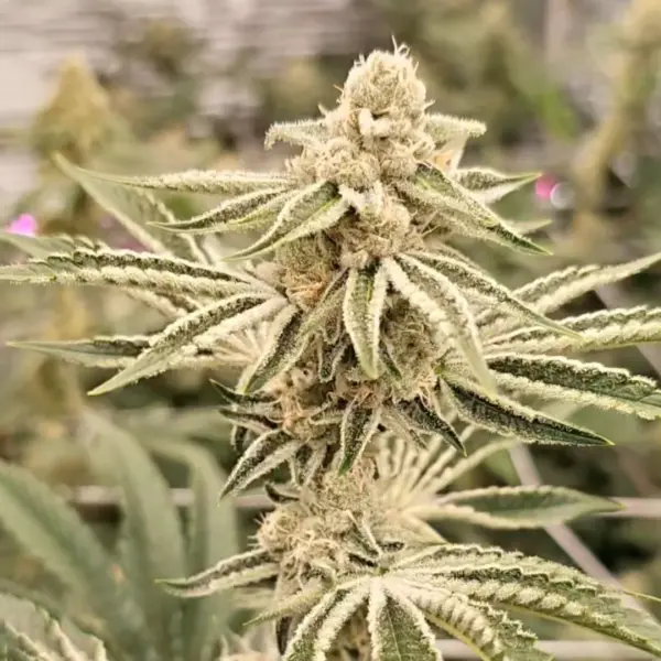 Sugar Fuel Cannabis Seeds by In House Genetics
