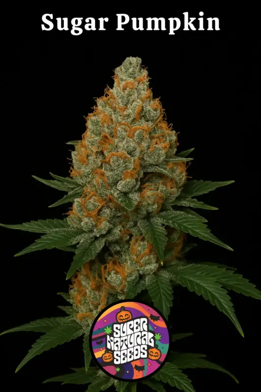 Sugar Pumpkin Cannabis Seeds by Super Natural Seeds