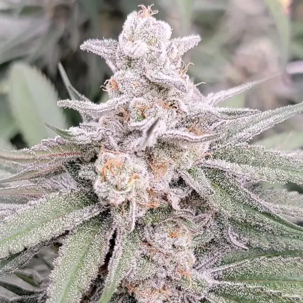 Sugar Zushi Cannabis Seeds by In House Genetics