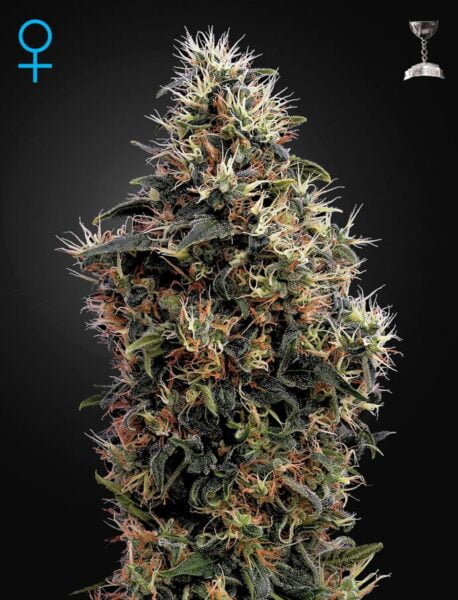 Greenhouse Seed Co. Sweet Mango Auto