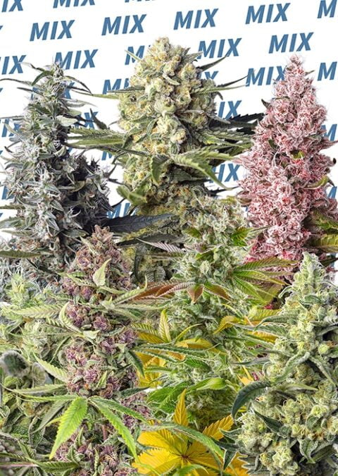 Various cannabis plants with different colored buds are shown. Background has the repeated word "Sweet Mix (F)" in blue text.