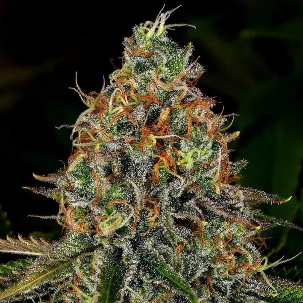 Tangerine Dream Auto by Barney's Farm
