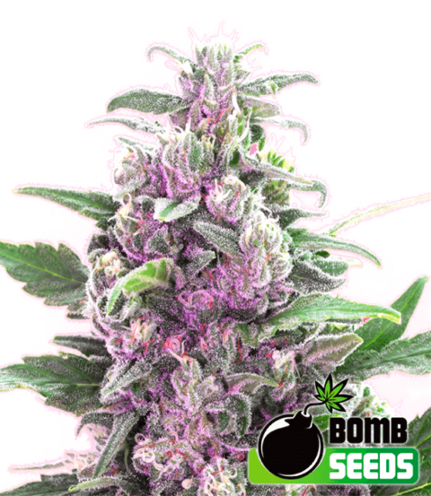 Bomb Seeds > THC Bomb cannabis seeds, marijuana seeds, weed seeds