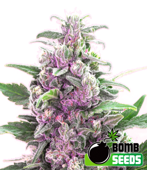 THC Bomb® cannabis strain.