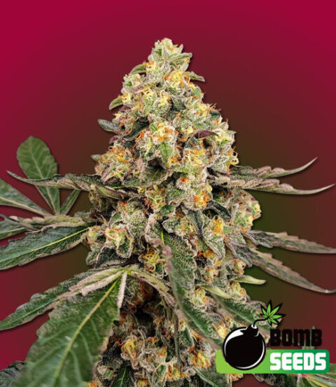 Bomb Seeds > THC Fritters cannabis seeds, marijuana seeds, weed seeds