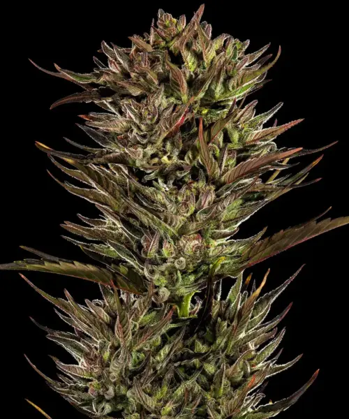 thin mint x sour pinot cannabis seeds by barney's farm