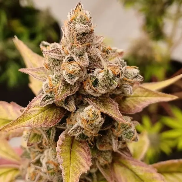 Top Gun Auto by Atlas Seed