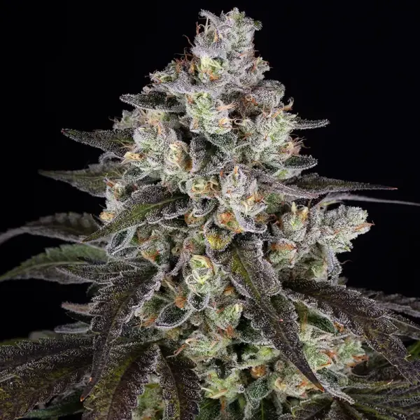 trainwreck cannabis seeds by barney's farm