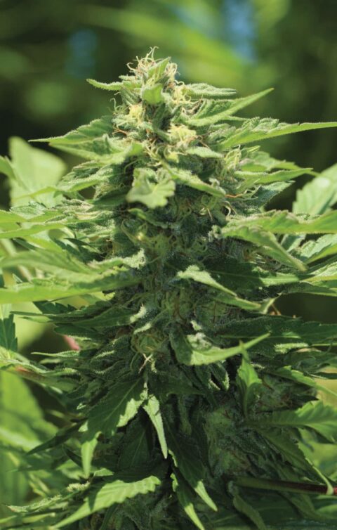 Trainwreck Humboldt Seed Co