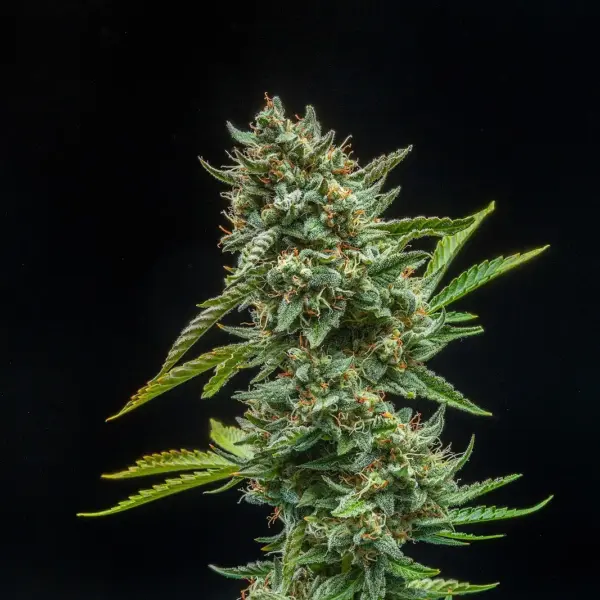 TriCross Auto by Atlas Seed