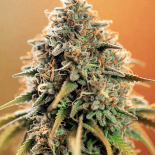 Tropical UFOG Auto by Super Natural Seeds