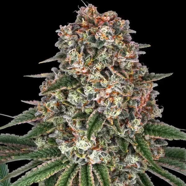 Tropicanna Banana (F) by Barney's Farm