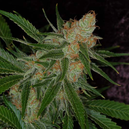 Vortex F2 Cannabis Seeds by Subcool Seeds