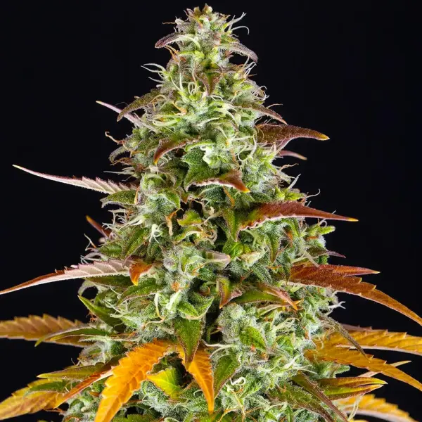 Watermelon Z Auto Cannabis Seeds by Barney's Farm