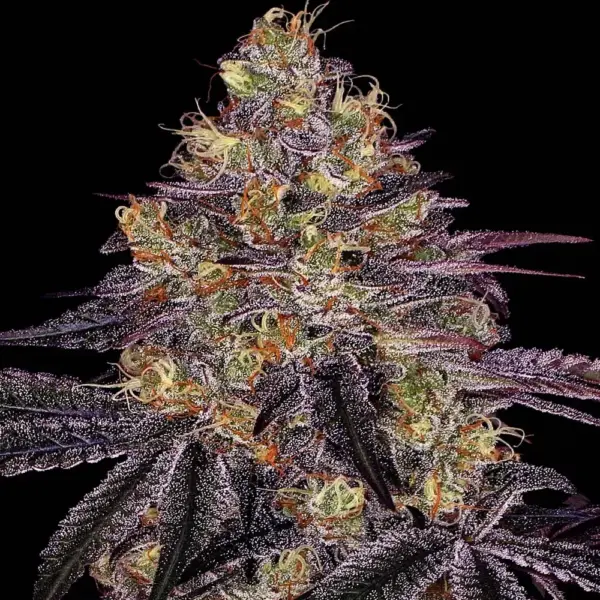 Watermelon Z Cannabis Seeds by Barney's Farm
