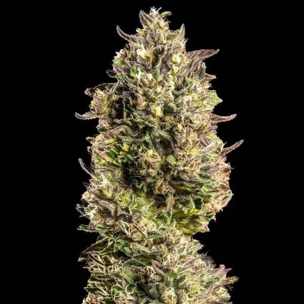 Wedding Cake Auto Cannabis Seed by Atlas Seed