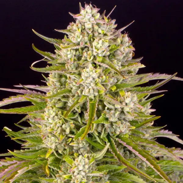 Wedding Cake Auto by Barney's Farm