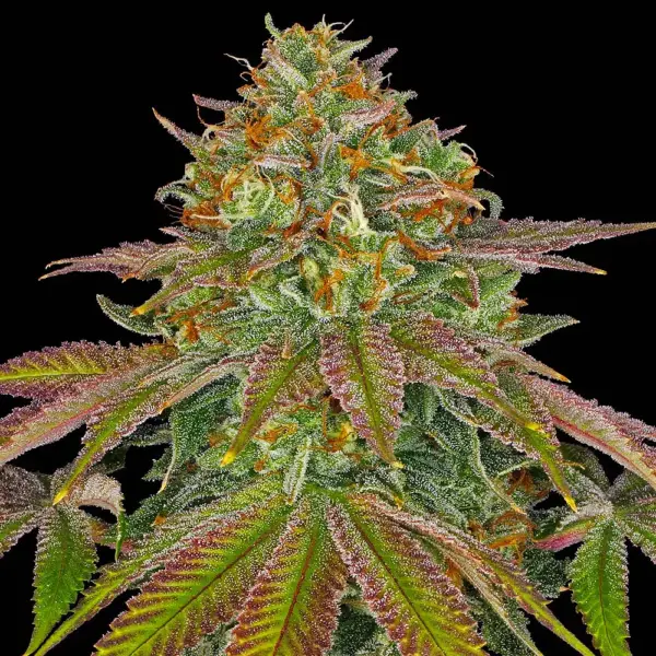 Wedding Cake (F) by Barney's Farm