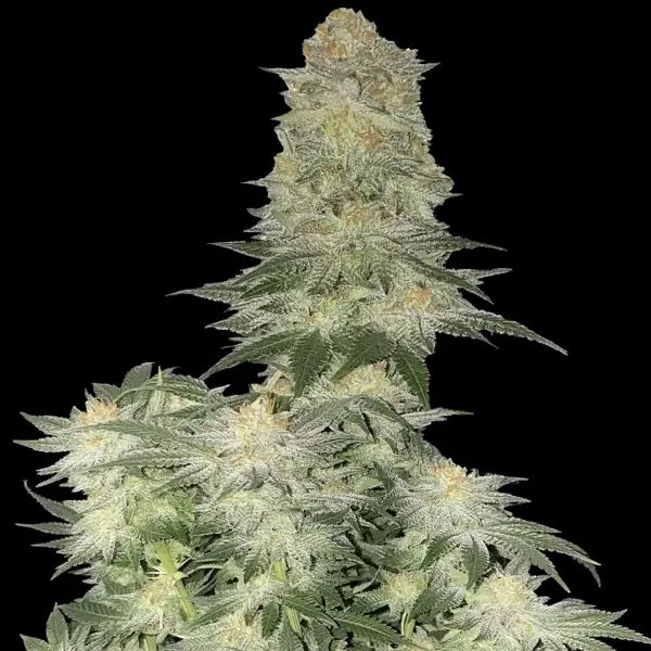 Wedding Cheesecake Fast Flowering Cannabis Seeds by Fastbuds