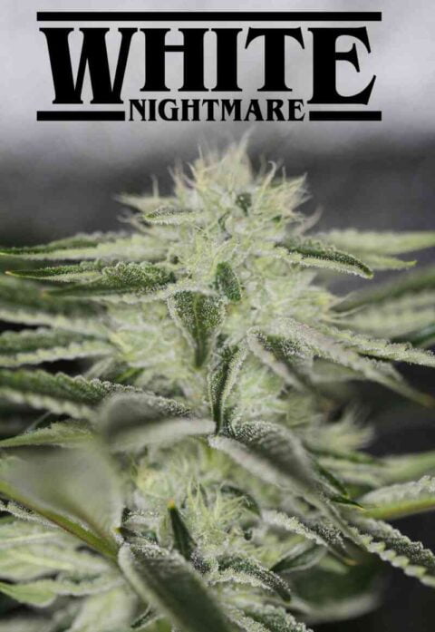 Sin City Seeds White Nightmare F2
