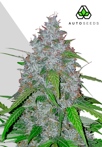 White Widow Auto