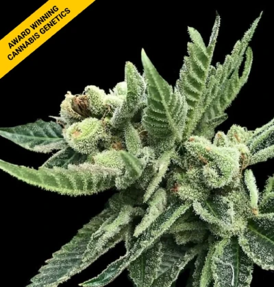 white widow cannabis seeds by dna genetics