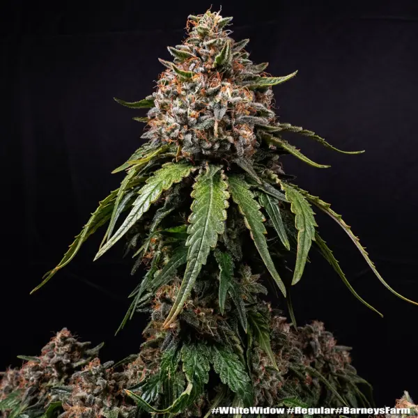 White Widow Cannabis Seeds by Barney's Farm