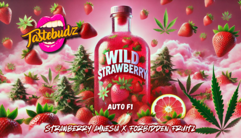 TasteBudz > Wild Strawberry cannabis seeds, marijuana seeds, weed seeds