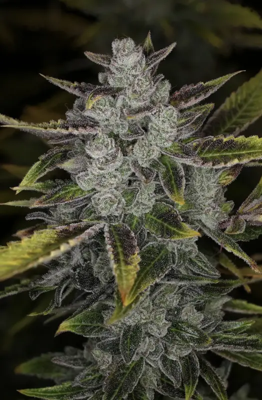Wizard's Apprentice F4 Auto Cannabis Seeds by Night Owl Seeds
