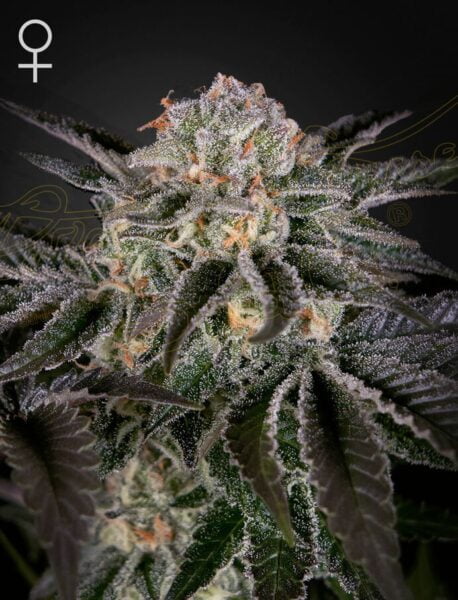 Greenhouse Seed Co. Wonder Pie