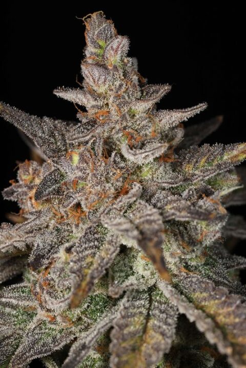sin city seeds key lime pie drop ya smell me weed seeds cannabis seeds marijuana seeds