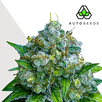 Z Auto Cannabis Seeds by Auto Seeds