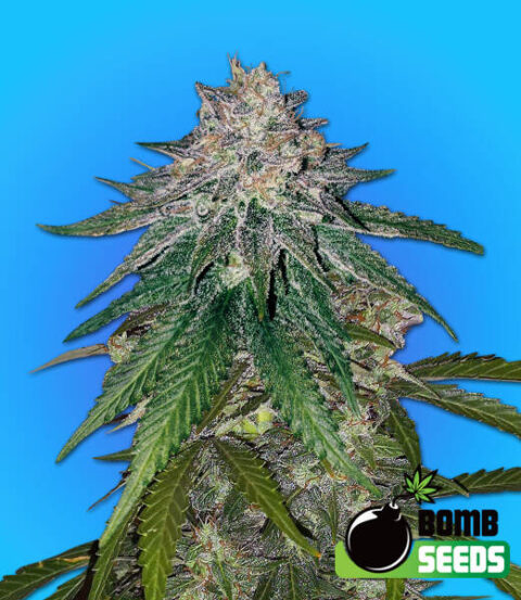 Z Gum Bomb Cannabis Seeds by Bomb Seeds