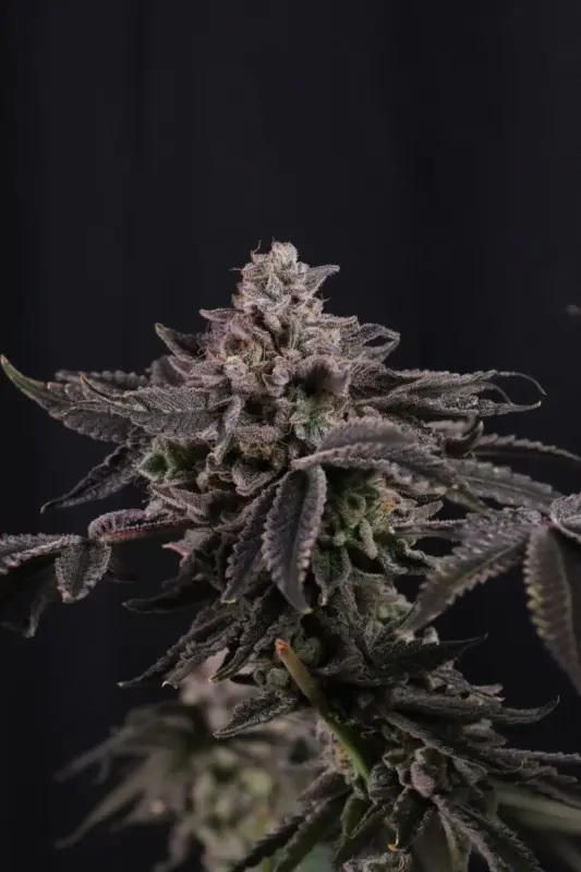 Z42 Cannabis Seeds by FastBuds